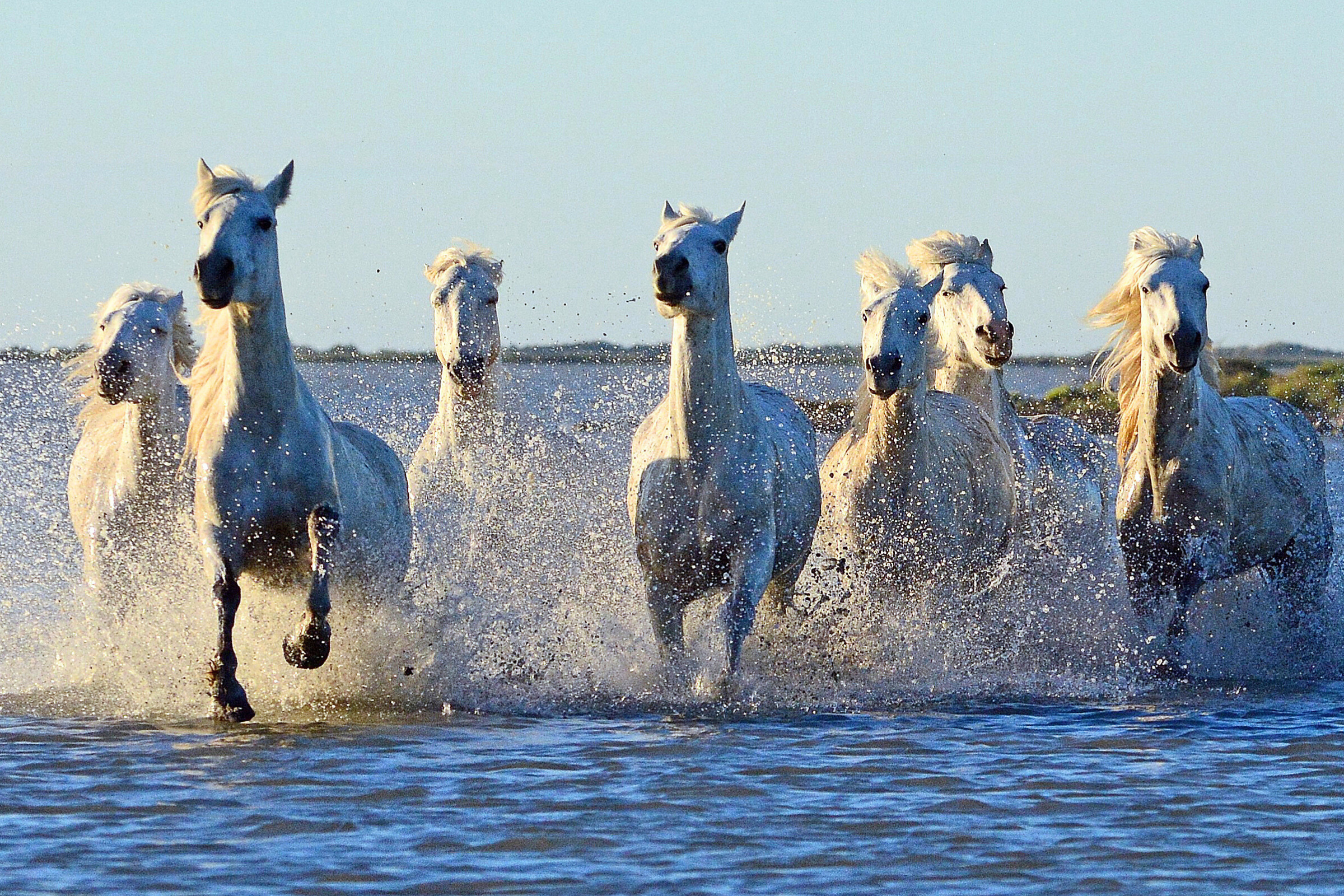 32 camargue.webp